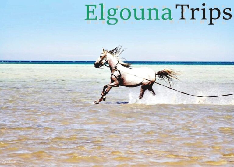 A beautiful white horse galloping through the shallow turquoise waters during a horse riding in El Gouna session.