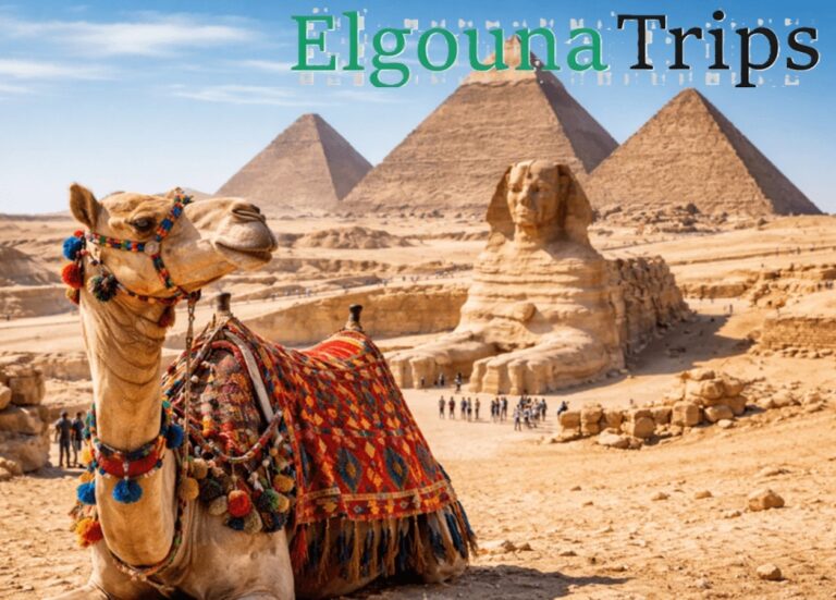 A decorated camel resting in front of the Great Pyramids and Sphinx during a Cairo Full Day Tour from El Gouna.
